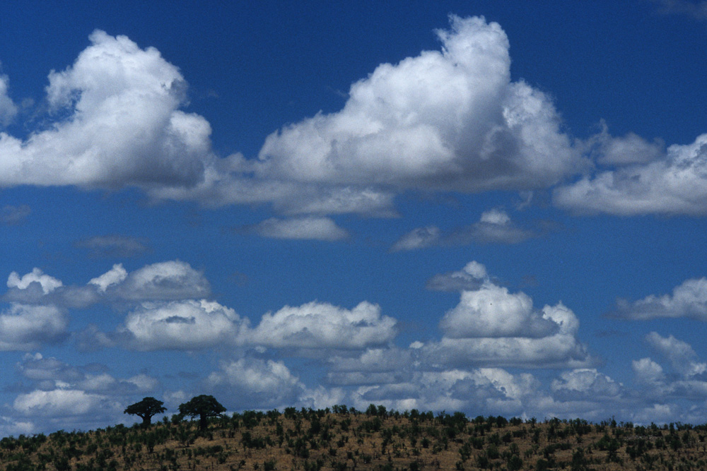 Baobabs in der Nachmittagssonne von Salvatore Perducci 