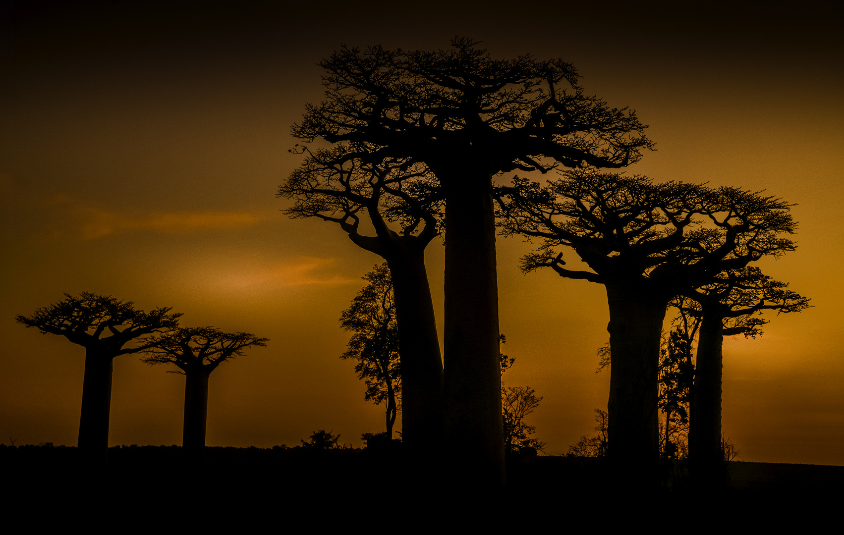 BAOBABS IN MADAGASKAR 