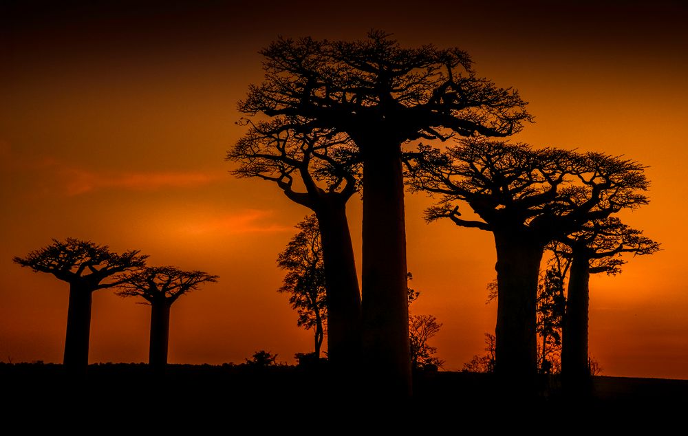 BAOBABS IN MADAGASKAR 