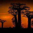 BAOBABS IN MADAGASKAR 