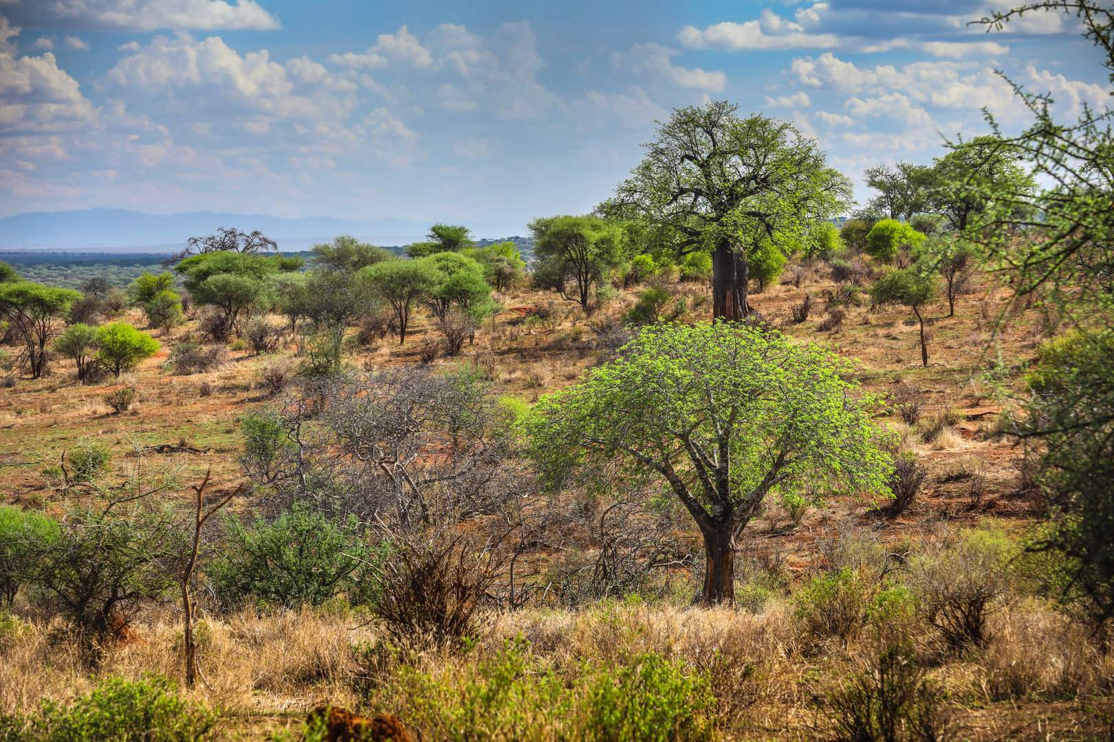 Baobabs in Tarangire