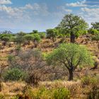 Baobabs in Tarangire