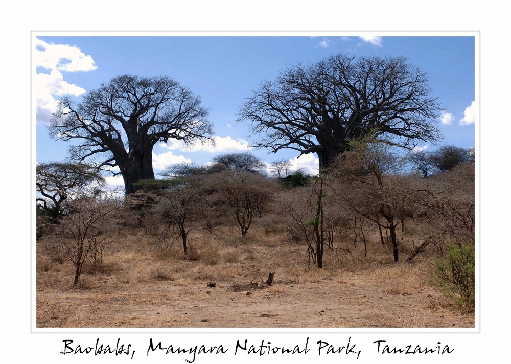 Baobabs • Manyara National Park