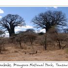 Baobabs • Manyara National Park