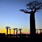 baobabs (morandave)
