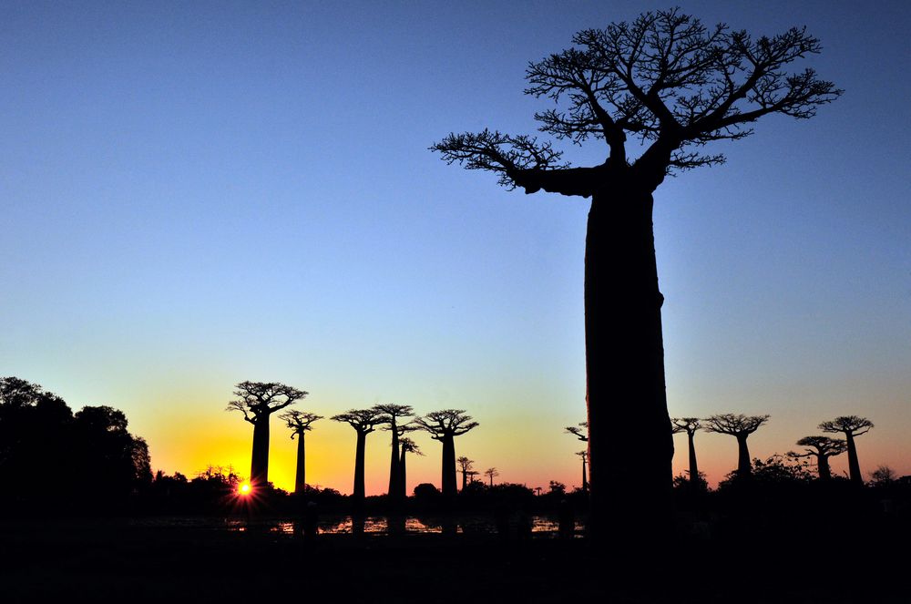 baobabs (morandave)