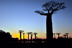 baobabs (morandave)