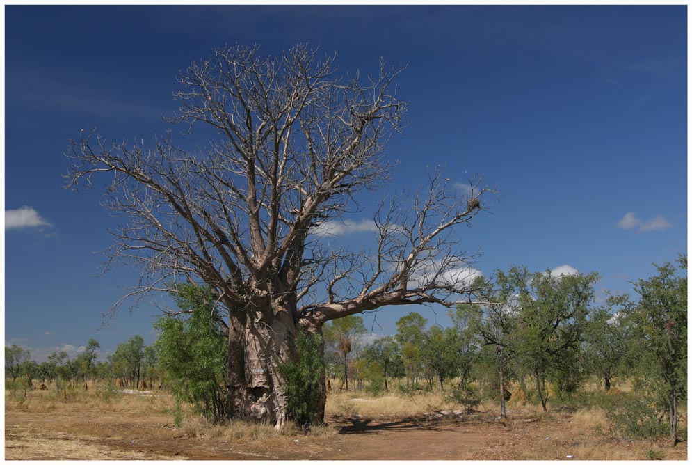 Baobabs "Reload"