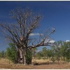 Baobabs "Reload"