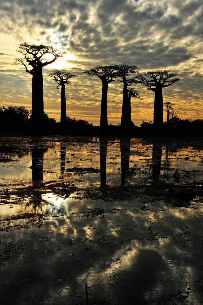 baobabs,morandave  