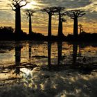 baobabs,morandave  