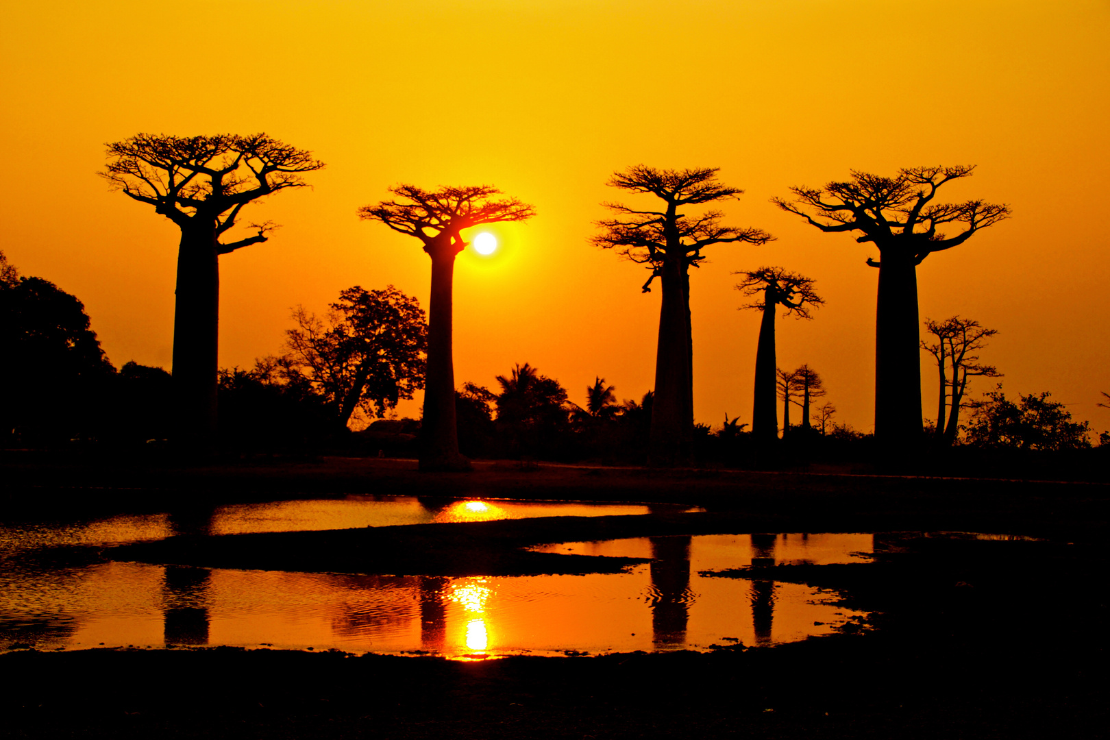 Baobabstrasse in Madagaskar