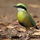 Bar-bellied pitta