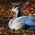 Bar-headed Goose