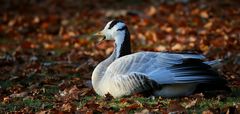 Bar-headed Goose