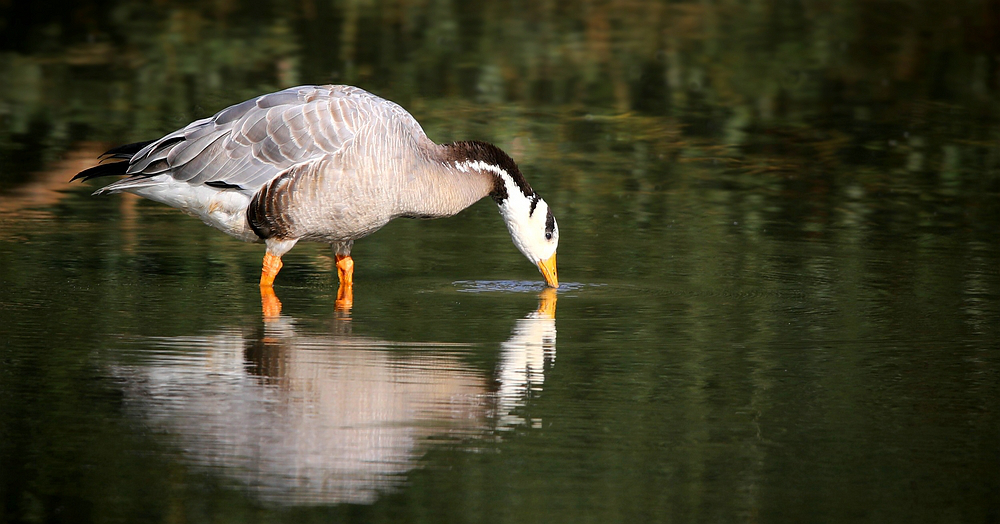 Bar-headed Goose (1)