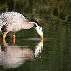 Bar-headed Goose (1)