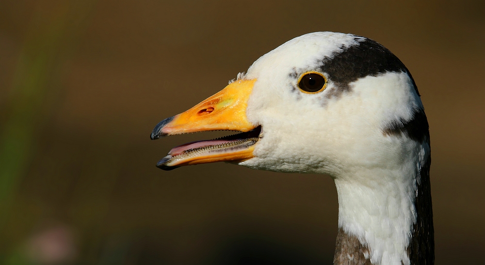 Bar-headed Goose (2)