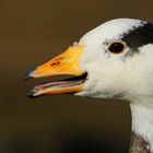 Bar-headed Goose (2)