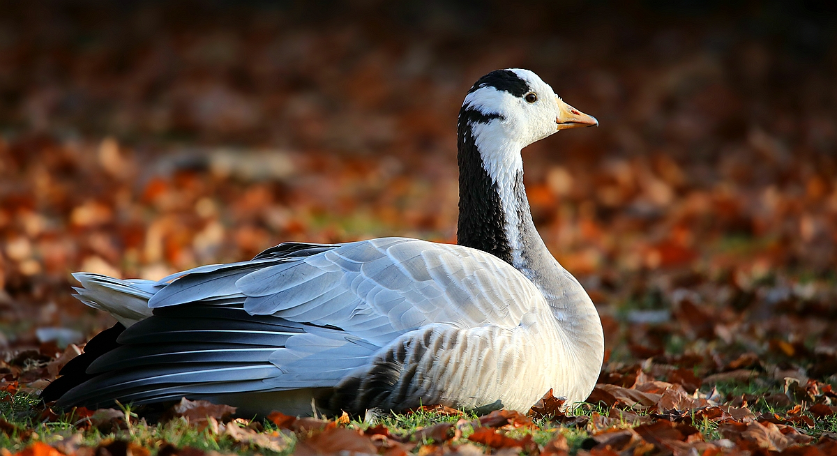 Bar-headed Goose