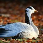 Bar-headed Goose