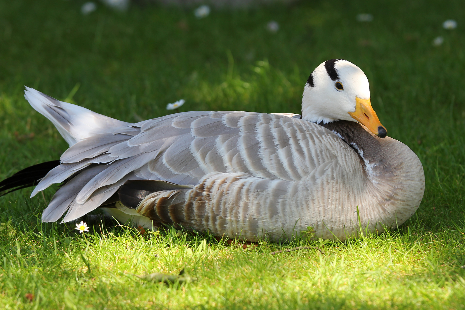 Bar-headed Goose