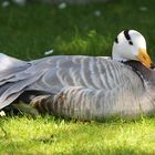 Bar-headed Goose