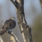 Bar Shouldered Dove...