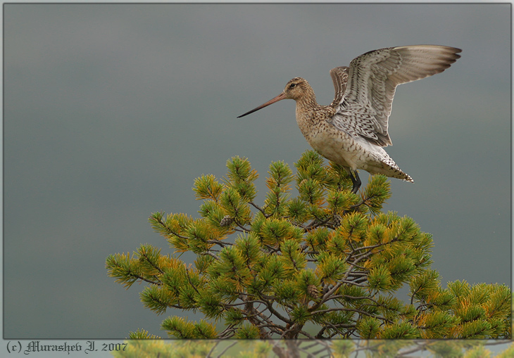 Bar-tailed Godwit