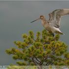 Bar-tailed Godwit