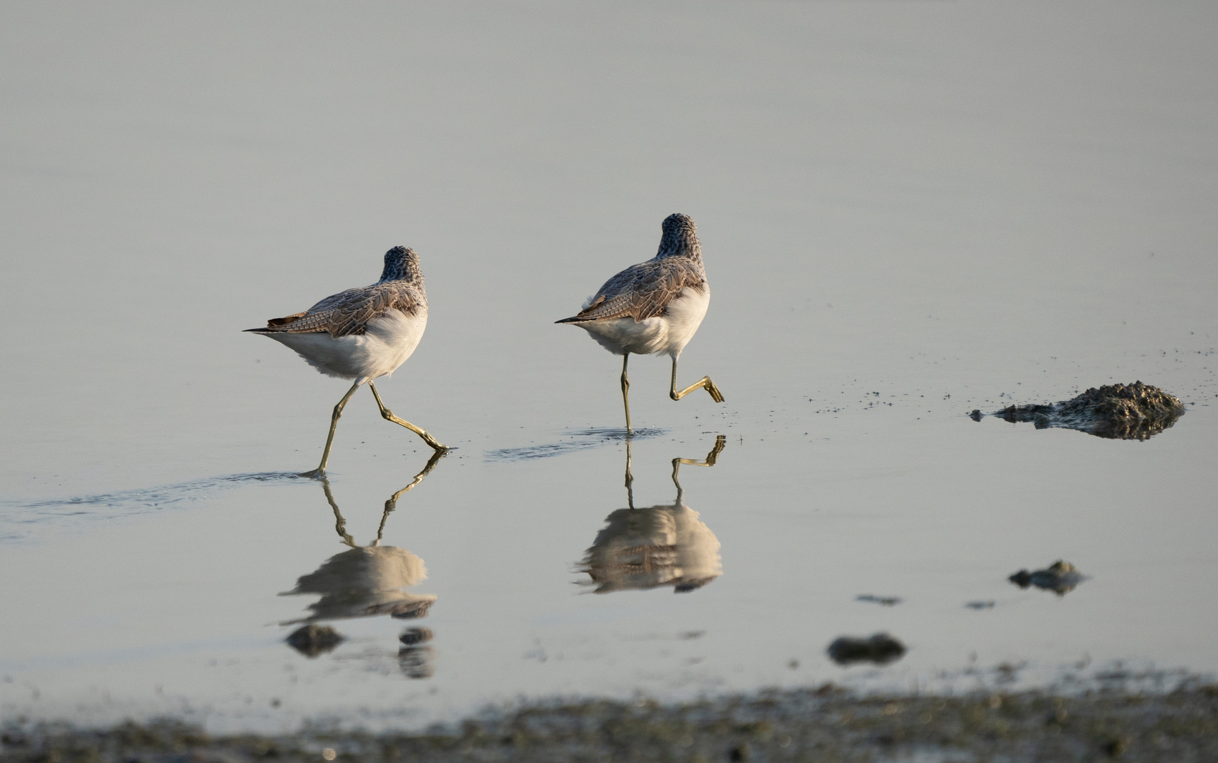 Bar-tailed Godwit