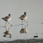 Bar-tailed Godwit