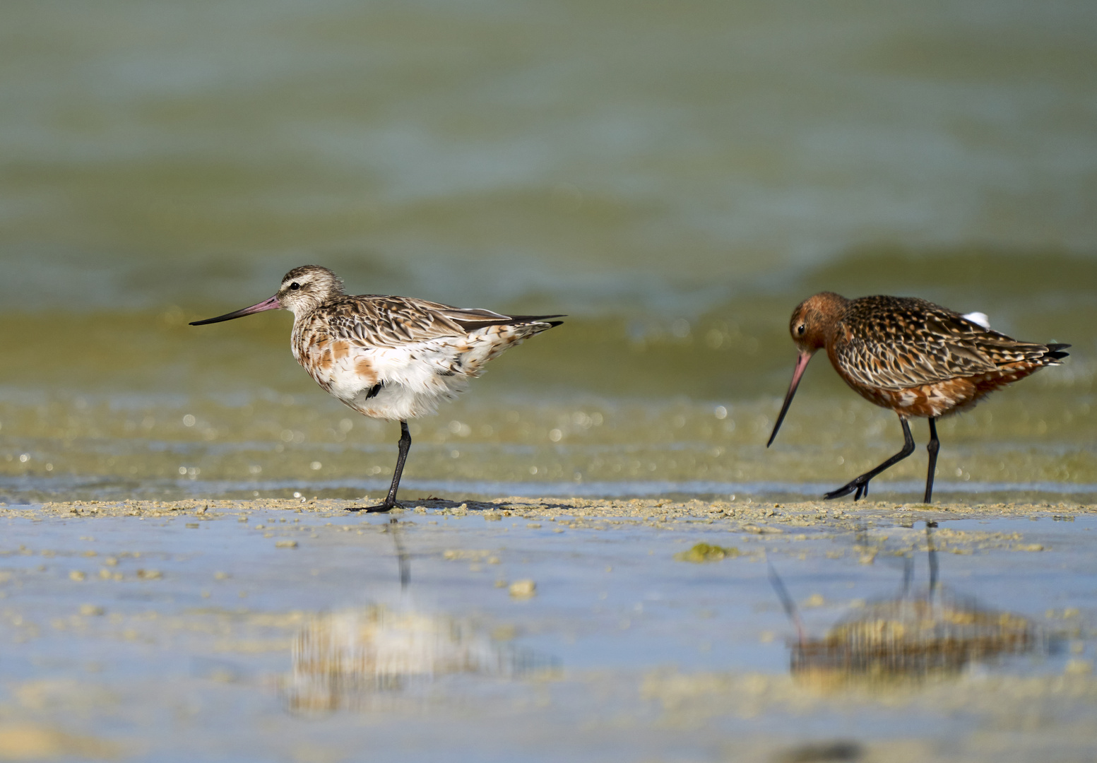 Bar-tailed Godwit