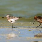 Bar-tailed Godwit