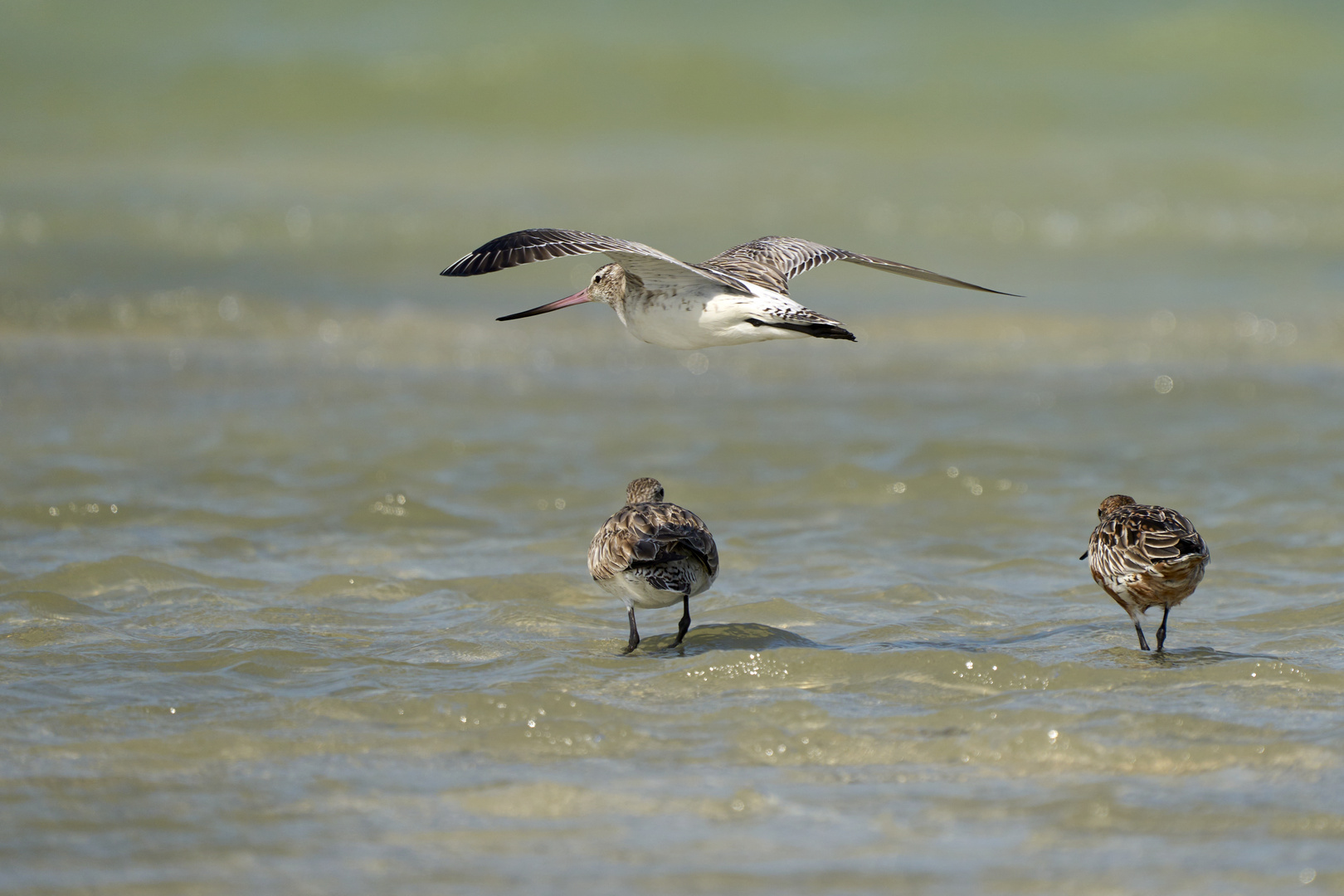 Bar-tailed Godwit