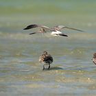 Bar-tailed Godwit