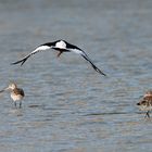 Bar-tailed Godwit