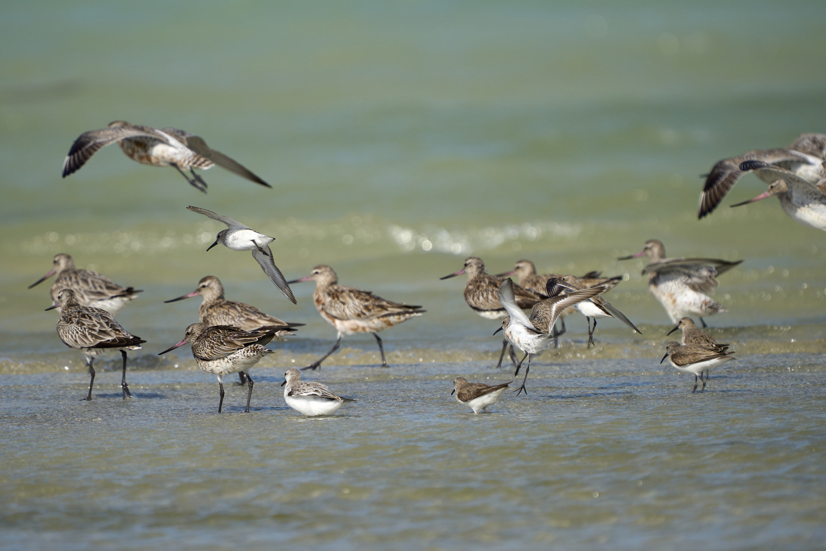 Bar-tailed Godwit