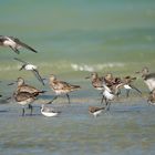 Bar-tailed Godwit