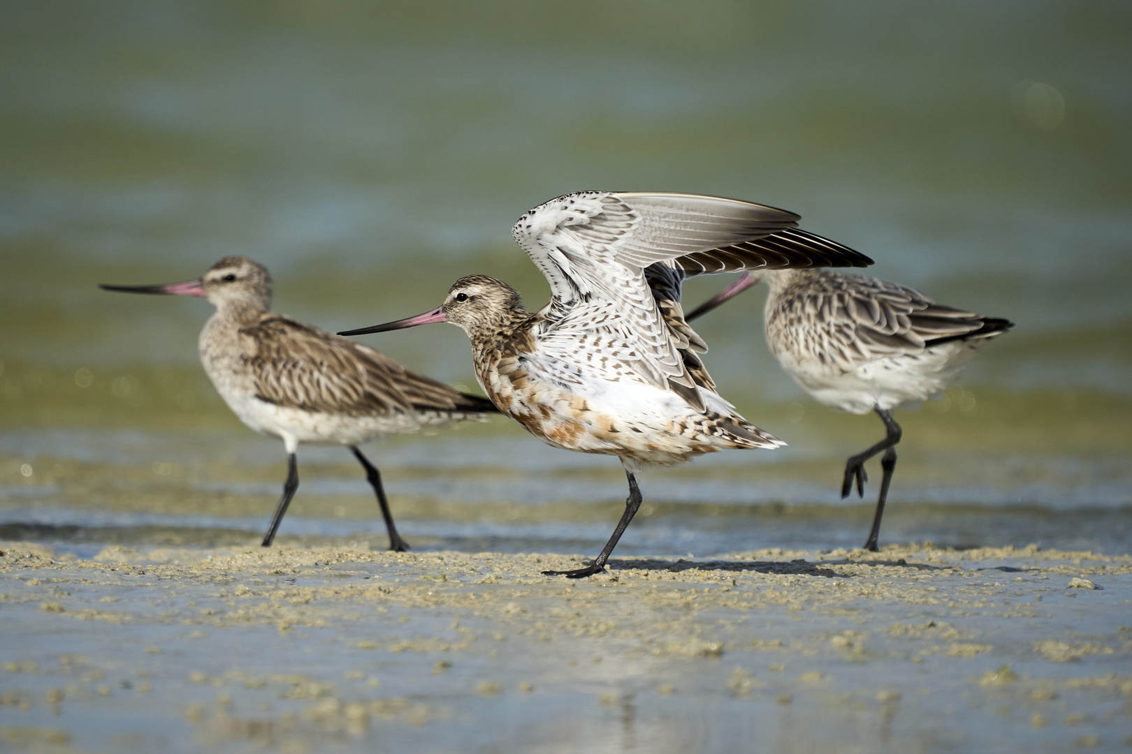 Bar-tailed Godwit