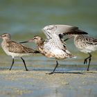 Bar-tailed Godwit