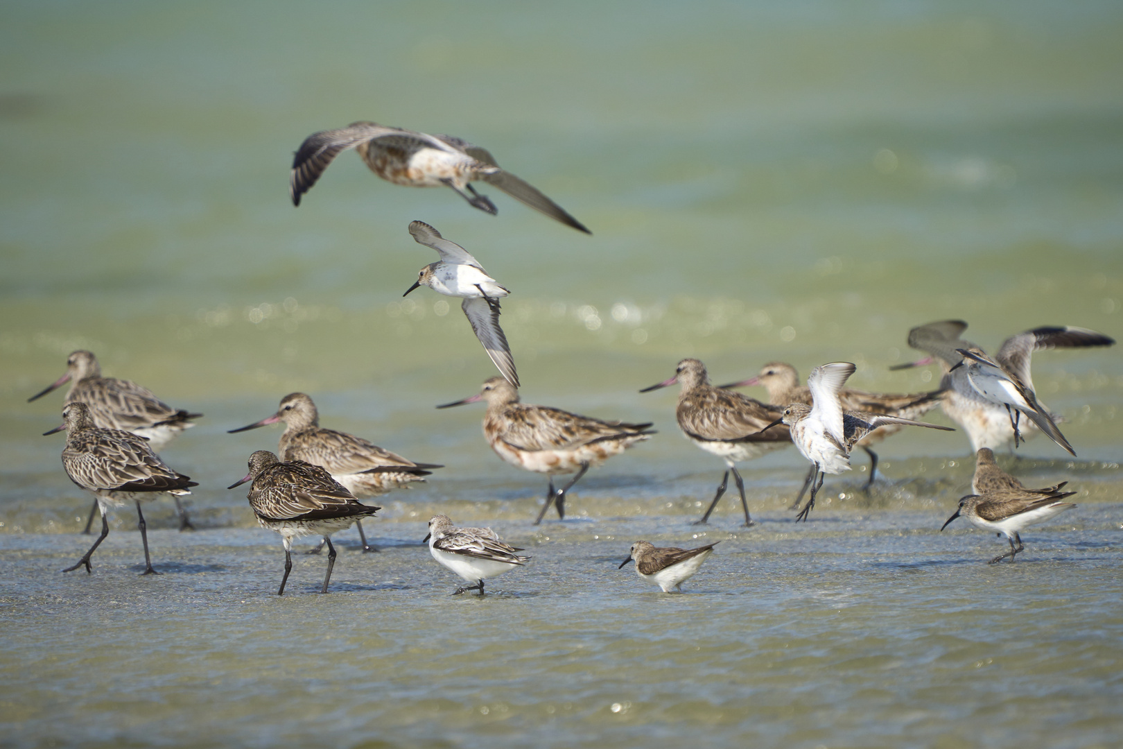 Bar-tailed Godwit