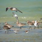 Bar-tailed Godwit