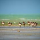 Bar-tailed Godwit