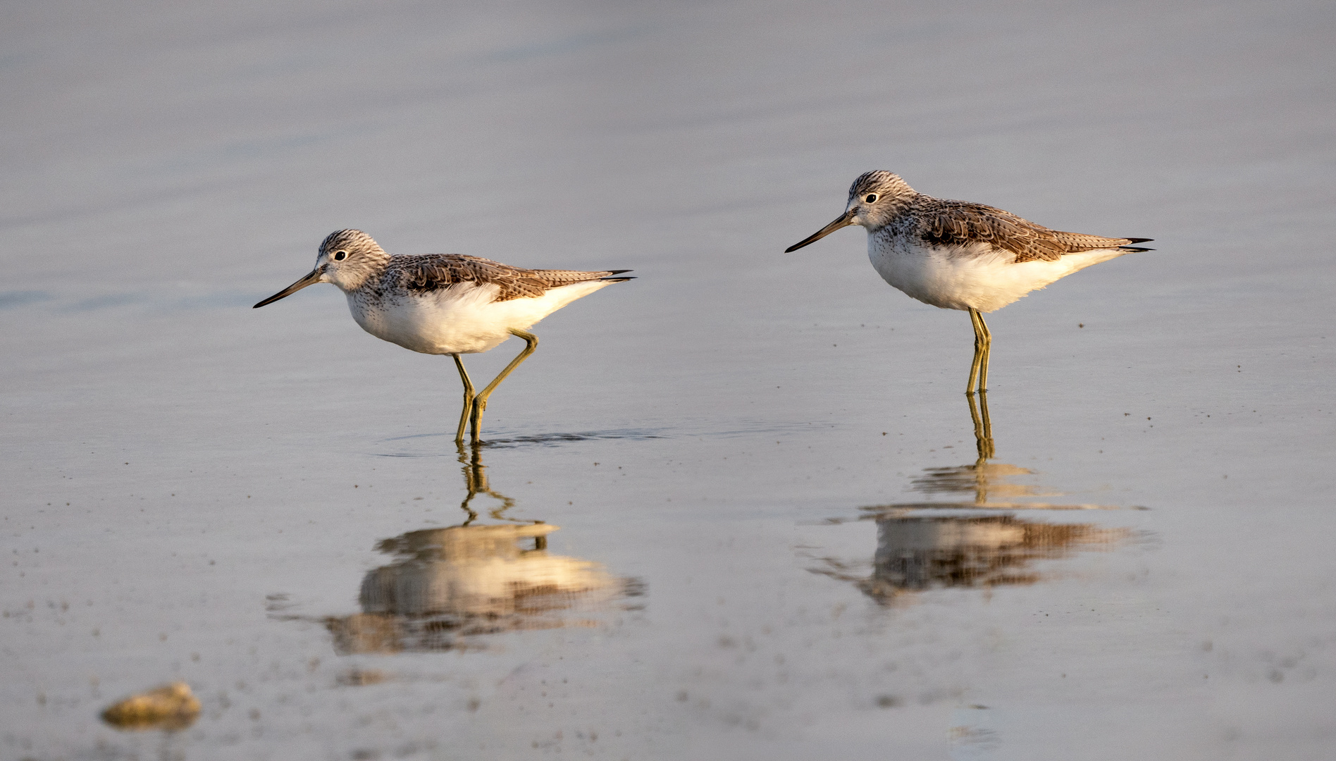 Bar-tailed Godwit