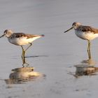 Bar-tailed Godwit