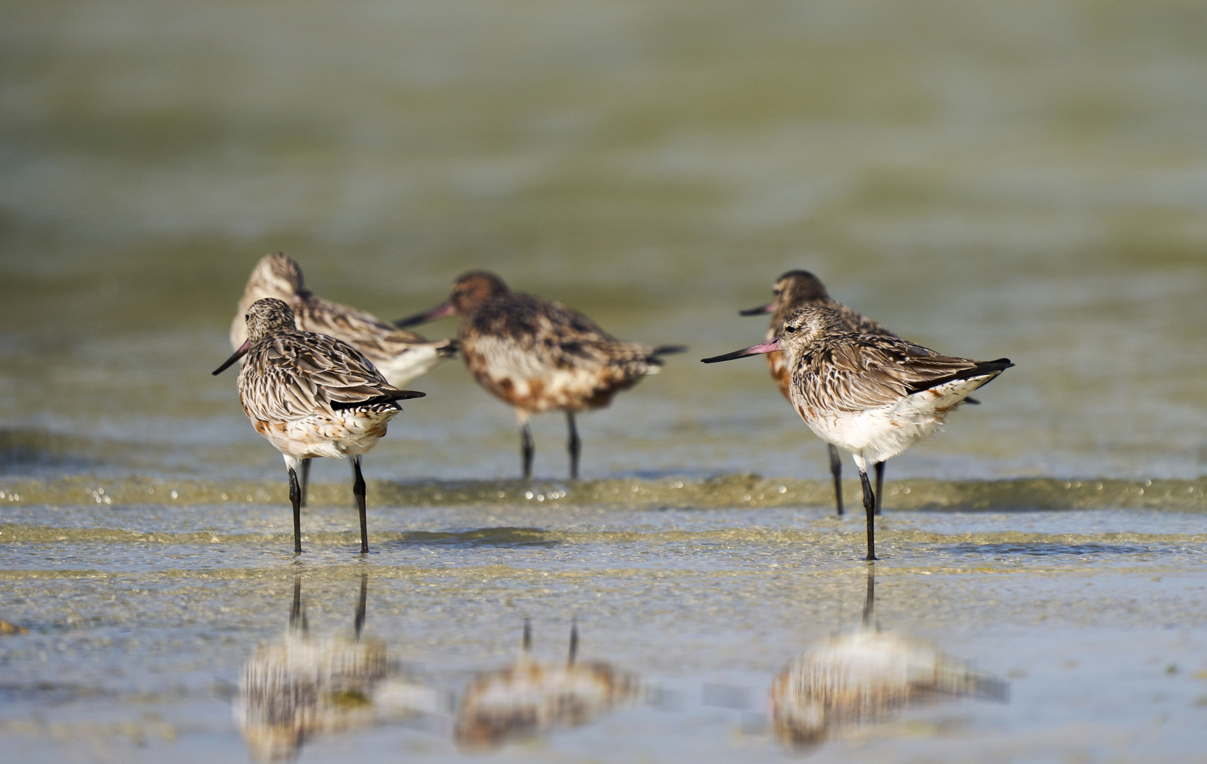 Bar-tailed Godwit