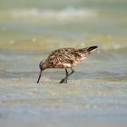 Bar-tailed Godwit