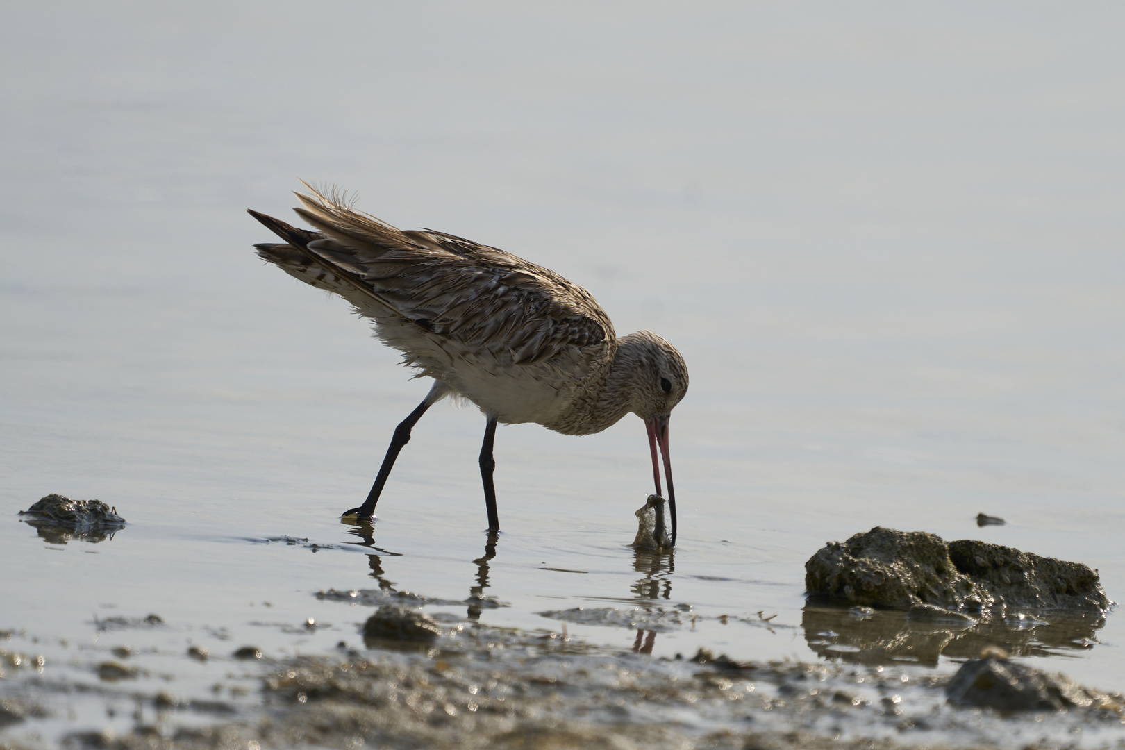 Bar-tailed Godwits