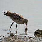 Bar-tailed Godwits